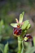 Ophrys panormitana